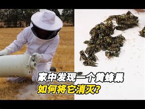 看到蜜蜂徵兆|2024蜂巢處理最新指南